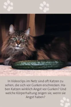 Das große Katzen Quiz